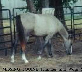 MISSING EQUINE Thunder and Wonz S, Near  Zwolle, LA, 71486